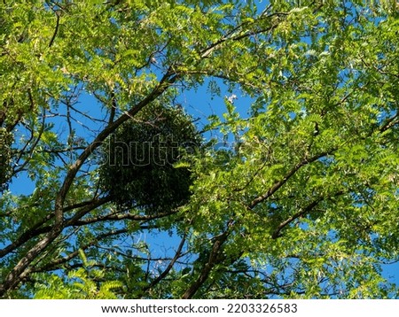 Mistletoe high up in the tree crown