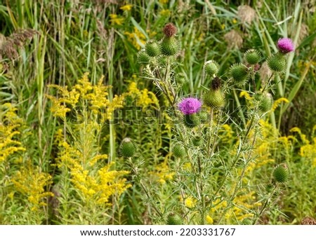                                Pretty spear thistle and golden rod in a field of wildflowers in Stow, Ohio.