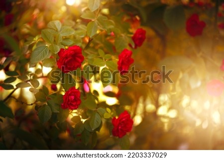 Red Roses Flowers blooming in Fantasy magical enchanted garden, fairytale floral grove on mysterious evening dusk background with sunset light in golden hour.