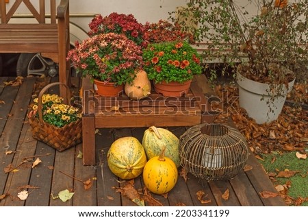 Autumn pumpkins at garden, decor and design for home, ideas for pretty home view