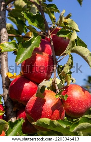 Autumn day. Rural garden. In the frame ripe red apples on a tree. It's raining Photographed in Ukraine,