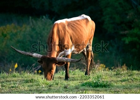 Don't mess with the bull grazing in the meadow or you will get the horns. Concept. Animal.