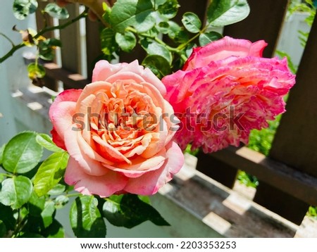 Beautiful fresh sweet pink with orange and red colors of kordes jubilee roses are blooming and growing up in the tropical garden on the sunny day in the rainy season.