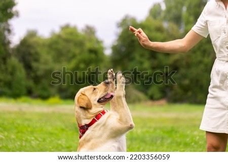 a young girl gives a treat to a labrador dog in the park. dog training concept Royalty-Free Stock Photo #2203356059