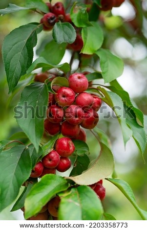 Pink Chinese apples, ranetka or paradise apples on the green branch Malus prunifolia, plumleaf crab apple, plum-leaved apple, pear-leaf crabapple or Chinese crabapple Royalty-Free Stock Photo #2203358773