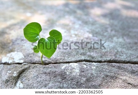Green sprout growing in stone  - rebirth, revival, resilience and new life concept Royalty-Free Stock Photo #2203362505
