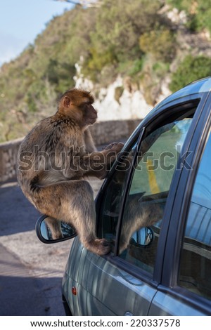 Gibraltar Monkeys or Barbary Macaques  tourist attraction at the Monkey's Den on the Rock of Gibraltar