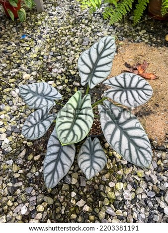 Alocasia baginda Silver Dragon has beautiful leaves on pot on natural light background.