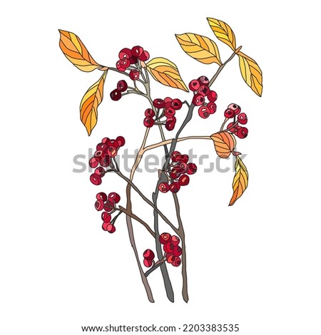 Decorative hand drawn red chokeberry, design element. Can be used for cards, invitations, banners, posters, print design.Berry background in line art style