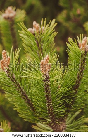 Young spruce and pine regrowth grew on plot. Afforestation. Small young coniferous flowers or cones growing on fir bushes 