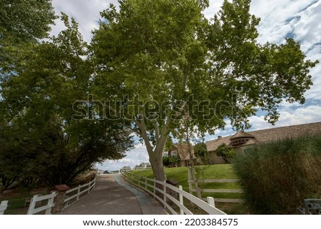 400 Year Old Tree on Ranch Homestead on Grassy Hilltop with Cloudy Sky