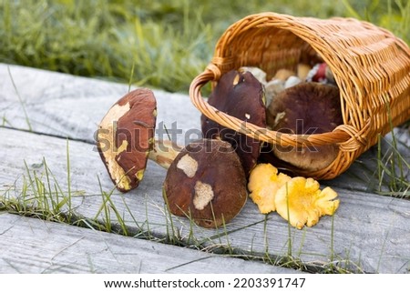Forest mushroom boletus, cep, porcini, chanterelle collected in a wooden wicker basket. Late summer and autumn harvest. Natural food. High quality photo