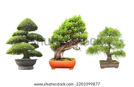 Collection of bonsai tree. Set of bonsai of different shapes in clay pots. Isolated on white background