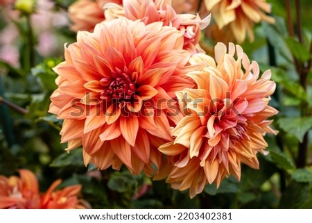 Dahlia Color Spectacle, Dahlia of multiple colors grown in a garden Royalty-Free Stock Photo #2203402381