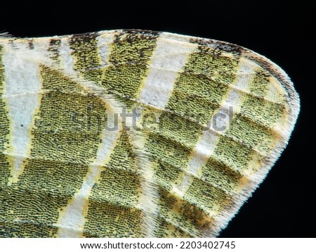 Green striped white butterfly. Euchloe belemia 