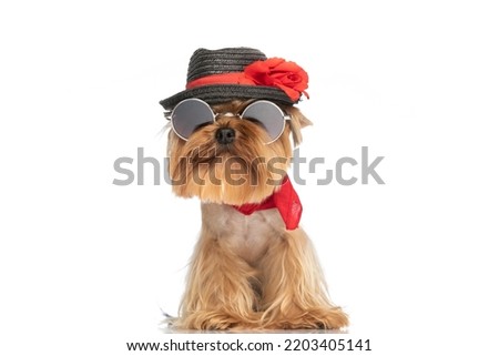 picture of cool small yorkshire terrier dog with sunglasses and red bandana wearing hat and sitting on white background in studio