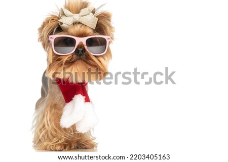 picture of yorkie dog with sunglasses and bow wearing red christmas scarf while standing on white background in studio