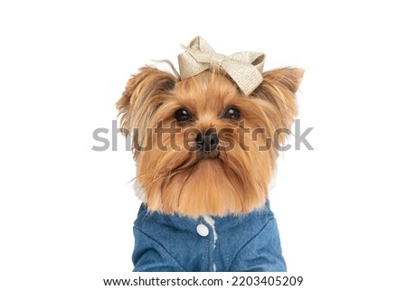 picture of lovely funny yorkie dog with bow wearing clothes in front of white background in studio