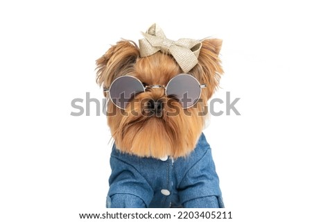 cool yorkshire terrier dog with glasses and bow wearing fashion clothes in front of white background in studio