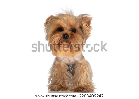 picture of beautiful little yorkie dog standing in front of white background in studio