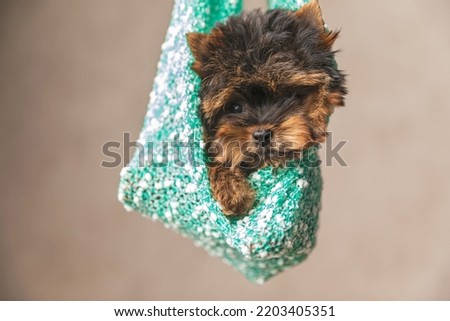 picture of little yorkshire terrier doggy in a safe and warm pouch in the air on beige background