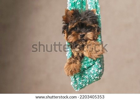 picture of little cute yorkshire terrier puppy in a nice and cozy sack in the air in front of beige background in studio