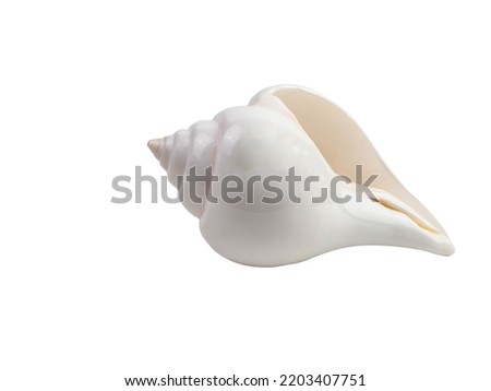 White conch shell with oranges isolated on white background with clipping path. Royalty-Free Stock Photo #2203407751