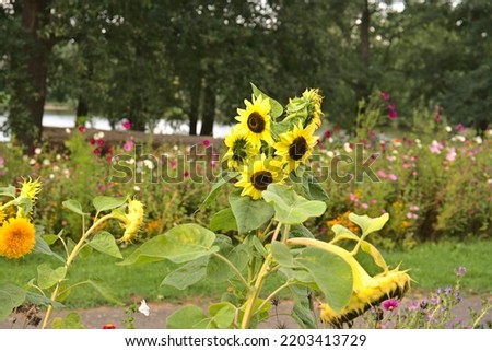 yellow sunflowers in blossom in outdoors