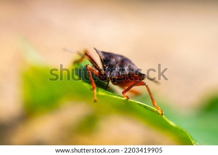 Macro image of isolated Brown marmorated stink bug.