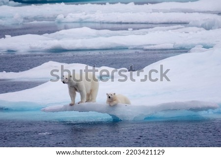 Mother polar bear and cub on edge of ice in the Viscount Melville Sound, Nunavut, Canada high arctic polar region. Royalty-Free Stock Photo #2203421129