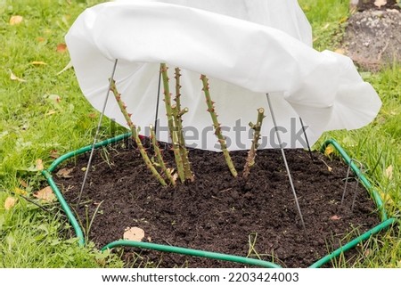 Reliable and comfortable shelter for a rose flower with breathable material from severe northern frosts Royalty-Free Stock Photo #2203424003