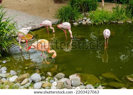 Pink flamingos in the park Nature background, beauty