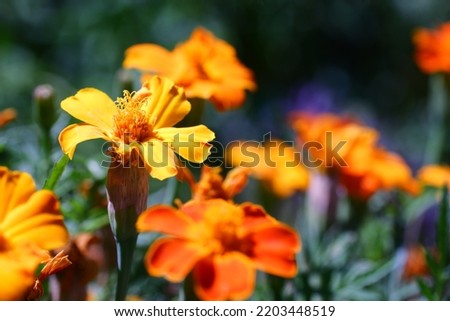 Orange flower with macro photography technique