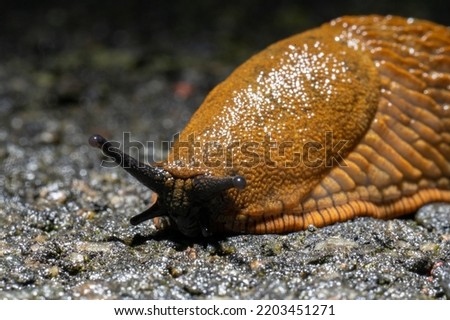 Brown spanish slug hurrying over asphalt. Royalty-Free Stock Photo #2203451271
