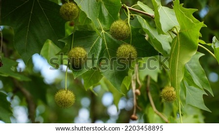 Leaves and fruits of Platanus occidentalis, also known as American sycamore. Leaves and fruits of Platanus occidentalis, also known as American sycamore.  Royalty-Free Stock Photo #2203458895