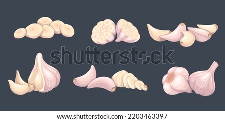 Garlic set, vegetable vector illustration. Common seasoning worldwide, spice and food flavoring. Whole heads, heaps whole and sliced garlic cloves. Royalty-Free Stock Photo #2203463397