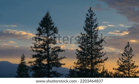 Four pine trees in brace in the evening orange sky lighted by the sunset.