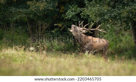 Red deer stag coming out of forest on a meadow while roaring with open mouth Royalty-Free Stock Photo #2203465705