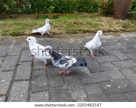 A group of white pigeons on the pavement