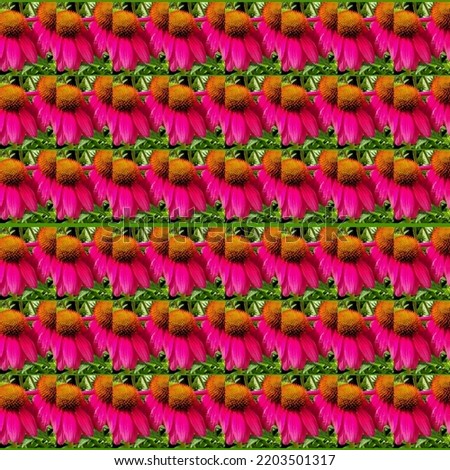 Pink n Orange Coneflower Collage