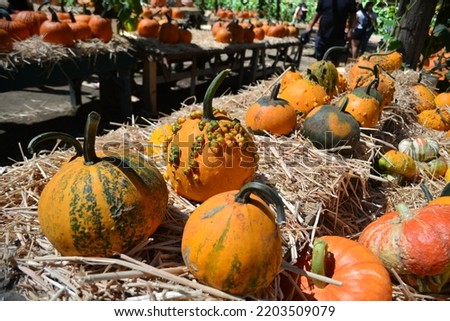 Beautiful fall display of ripe, bright, fresh pumpkins