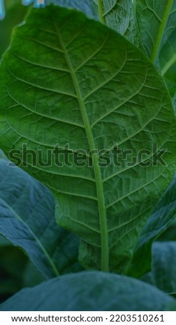 Green leaf tobacco on blurred tobacco field background, close up. Big leaf tobacco plant growing on tobacco plantation land