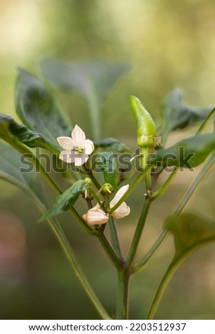 close-up of flowering chilli plant with fruits, little white flowers of common vegetable used for spicy taste, in the garden, soft-focus background with copy space