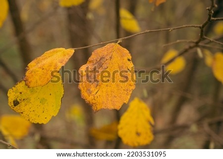 Yellow autumn leaves of a birch tree, selective focus with bokek background - betula