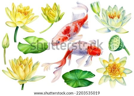 Japanese fish print. Set lotuses flowers and koi on isolated white background, watercolor botanical illustration. Carps