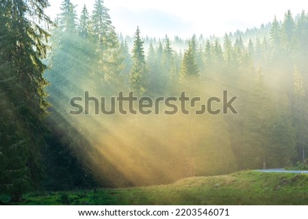 Forest landscape, sunset rays coming through the fir trees, horizontal image, Sihla, Horehronie, Slovakia, Europe 