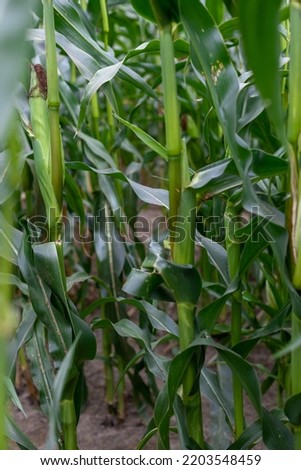 Inside a cornfield, a view of the stalks, leaves and cobs.
