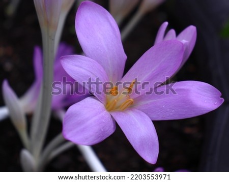 Autumn Crocus (Colchicum autumnale) flower in macro shot. Soft pink petaled blossom outdoors with dew drops. Romantic wildflower up close. 