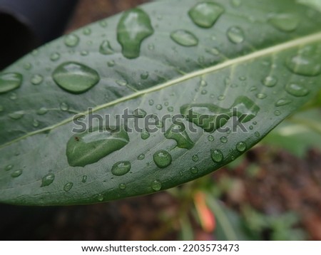the rest of the raindrops on the green leaves
