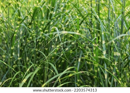 Strictus miscanthus sinensis, zebra grass in garden.